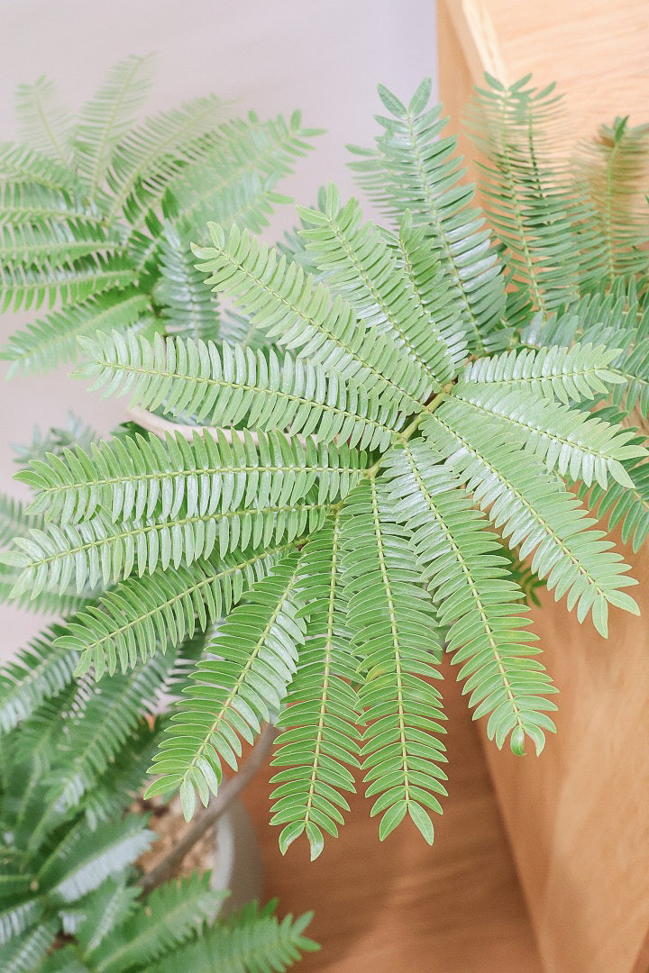 ファッション エバーフレッシュGR59652| APEGO(アペーゴ) | 観葉植物の通信販売 その他観葉植物