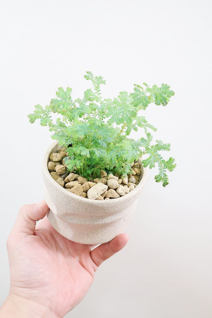 【レインボーファン】ふわふわした雰囲気がとってもかわいい観葉植物。しかも日陰に強い！