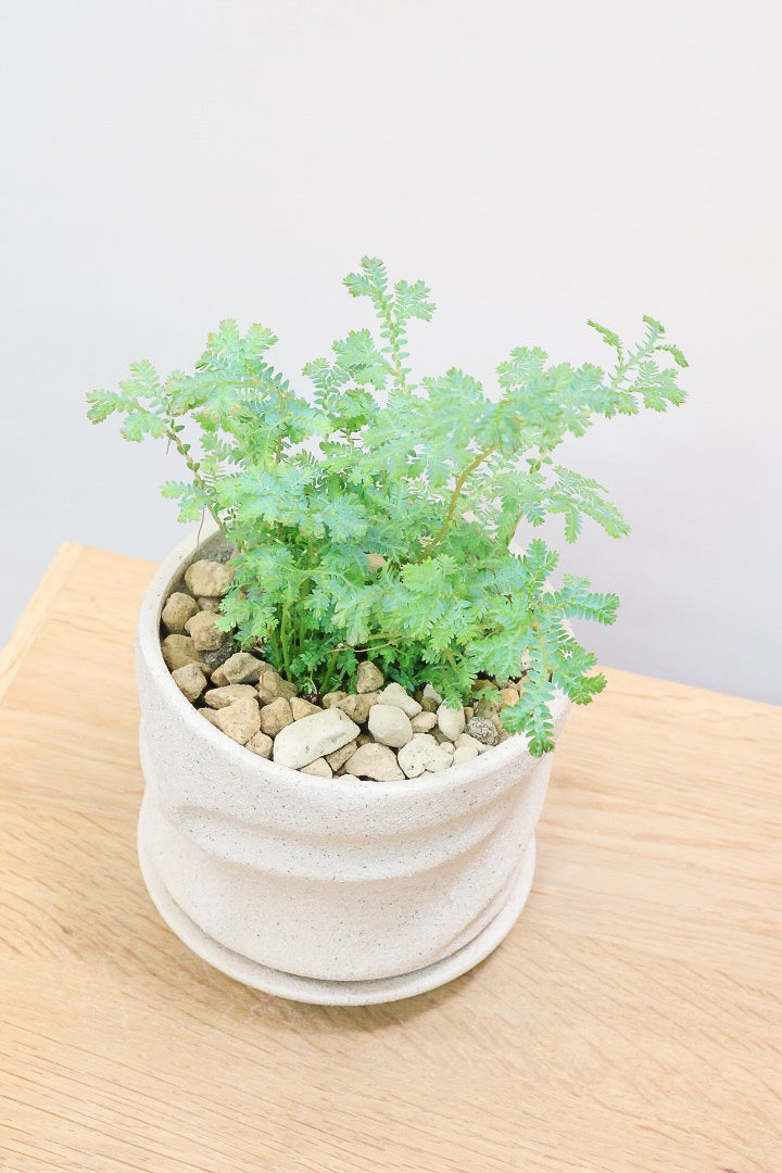 【レインボーファン】ふわふわした雰囲気がとってもかわいい観葉植物。しかも日陰に強い！