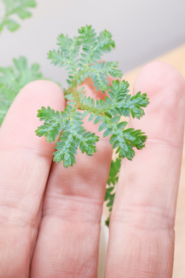 【レインボーファン】ふわふわした雰囲気がとってもかわいい観葉植物。しかも日陰に強い！