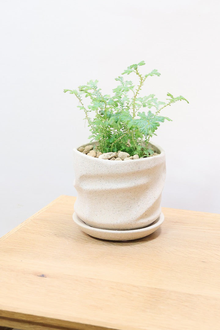 【レインボーファン】ふわふわした雰囲気がとってもかわいい観葉植物。しかも日陰に強い！