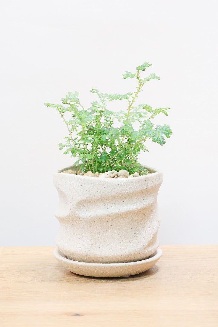 【レインボーファン】ふわふわした雰囲気がとってもかわいい観葉植物。しかも日陰に強い！