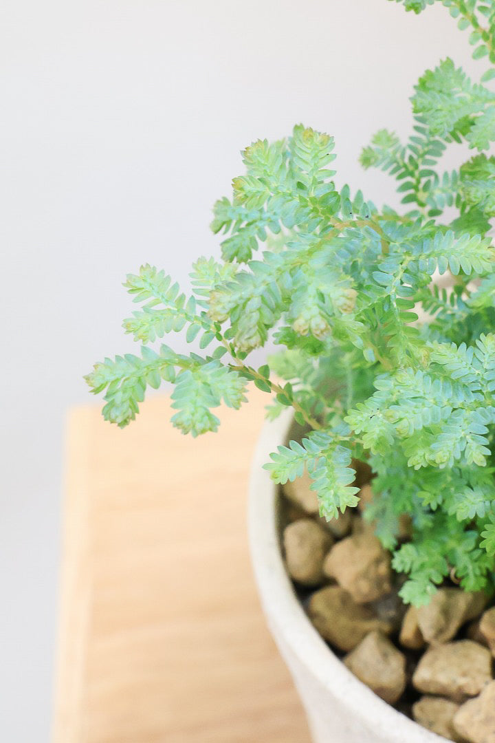 【レインボーファン】ふわふわした雰囲気がとってもかわいい観葉植物。しかも日陰に強い！