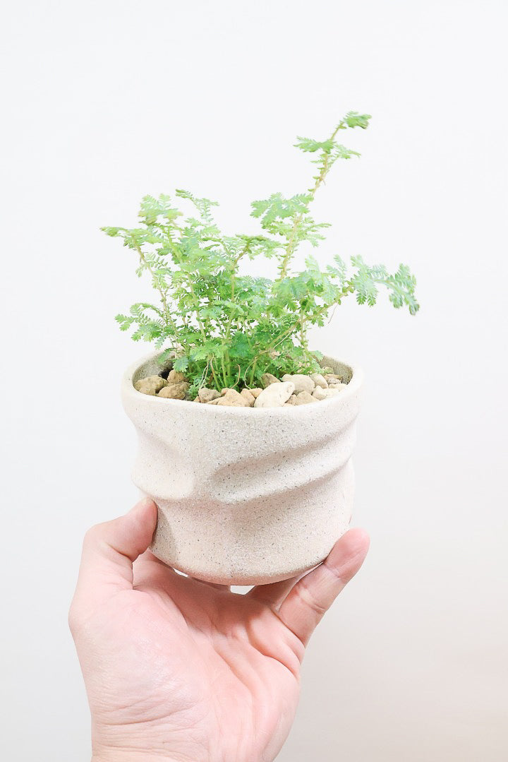【レインボーファン】ふわふわした雰囲気がとってもかわいい観葉植物。しかも日陰に強い！
