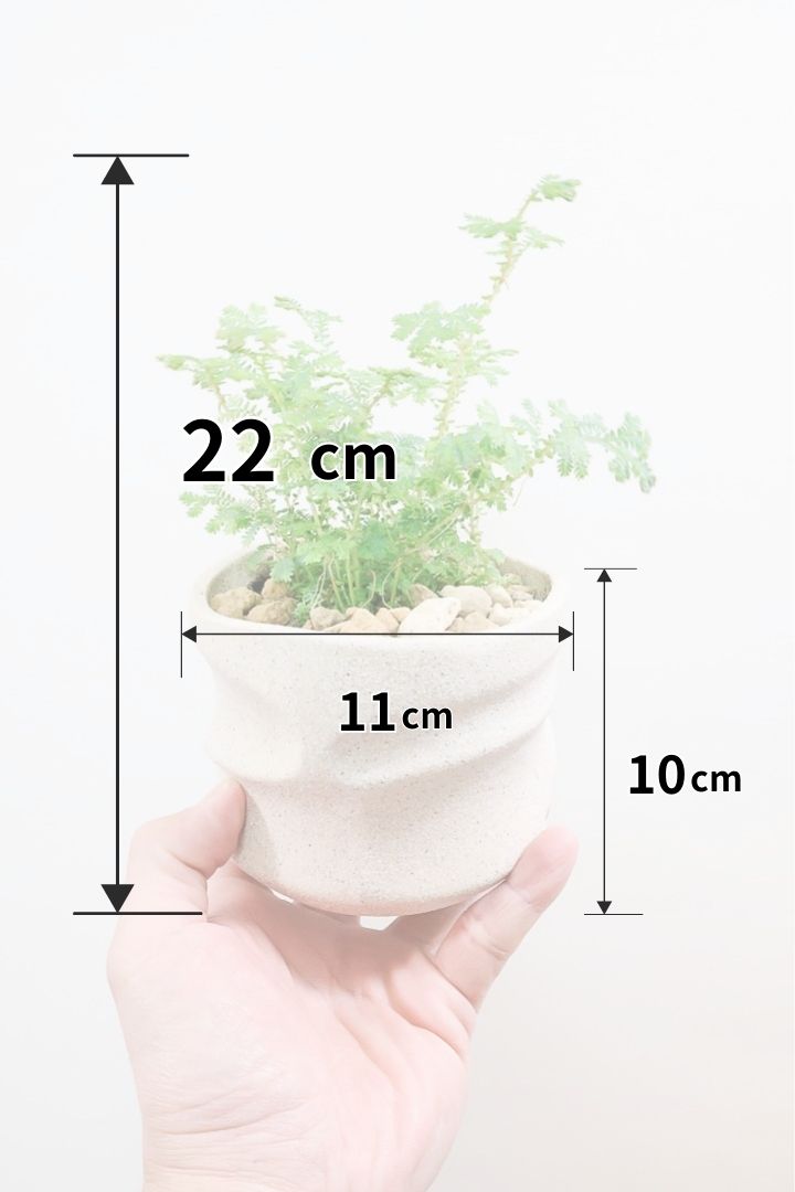 【レインボーファン】ふわふわした雰囲気がとってもかわいい観葉植物。しかも日陰に強い！