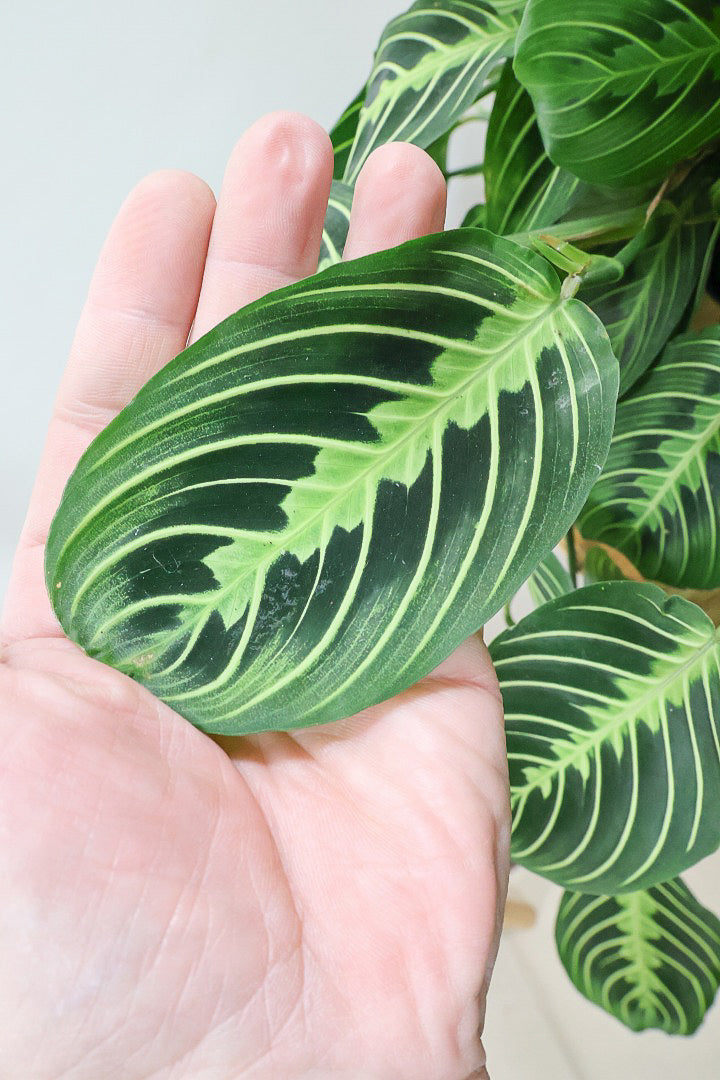 【マランタ レモンライム】軽量で扱いやすいプラスチック鉢。このボリュームは他にはないと思います！圧巻です！