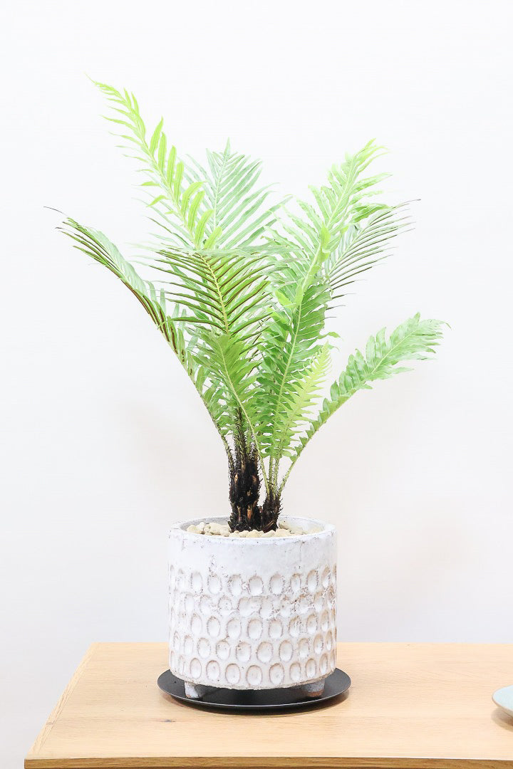 【ブレクナム シルバーレディ】大きな葉が印象的でトロピカルムードが漂う観葉植物です!