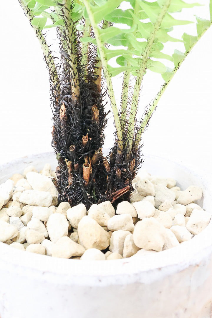 【ブレクナム シルバーレディ】大きな葉が印象的でトロピカルムードが漂う観葉植物です!