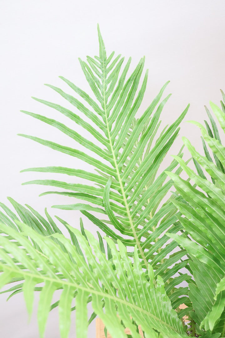 【ブレクナム シルバーレディ】大きな葉が印象的でトロピカルムードが漂う観葉植物です!