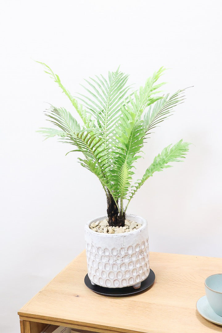 【ブレクナム シルバーレディ】大きな葉が印象的でトロピカルムードが漂う観葉植物です!