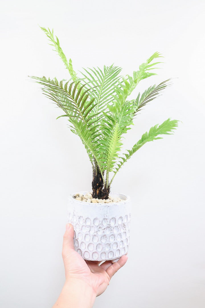 【ブレクナム シルバーレディ】大きな葉が印象的でトロピカルムードが漂う観葉植物です!