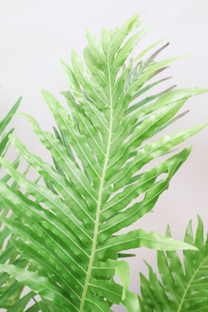 【ブレクナム シルバーレディ】大きな葉が印象的でトロピカルムードが漂う観葉植物です!