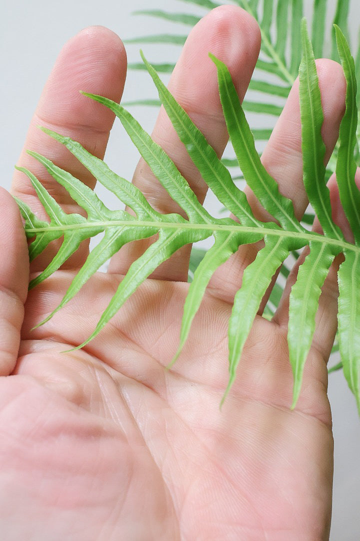 【ブレクナム シルバーレディ】大きな葉が印象的でトロピカルムードが漂う観葉植物です!