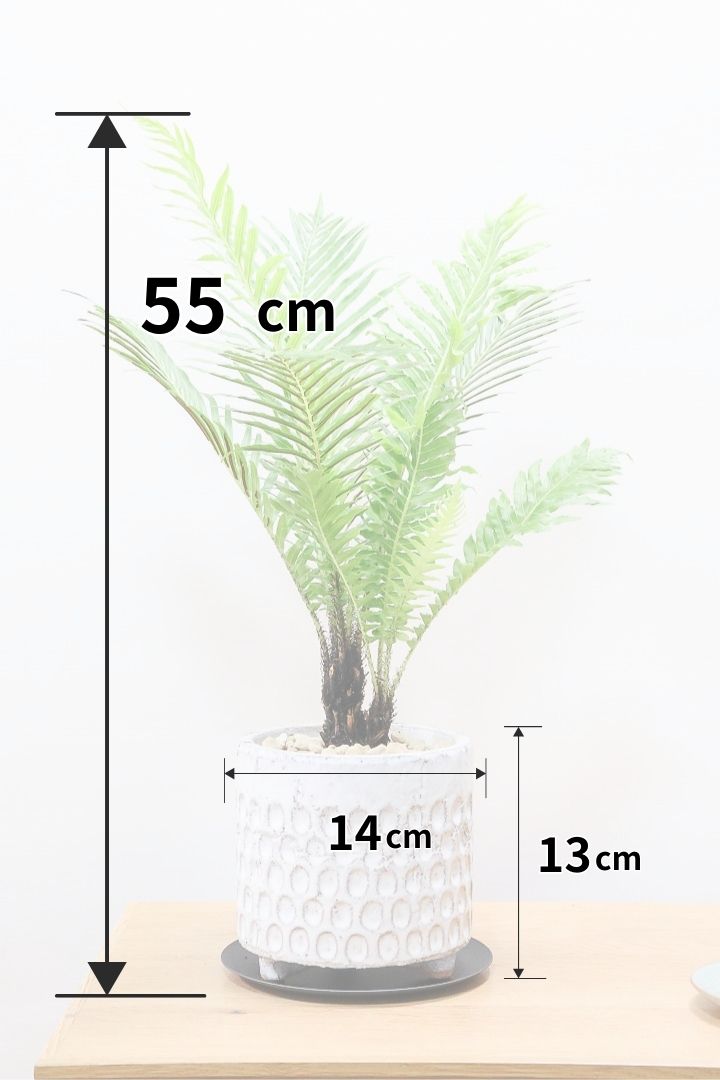 【ブレクナム シルバーレディ】大きな葉が印象的でトロピカルムードが漂う観葉植物です!