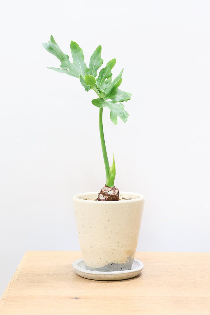 【セローム】ミニサイズだけど存在感あるステキなフォルムの観葉植物