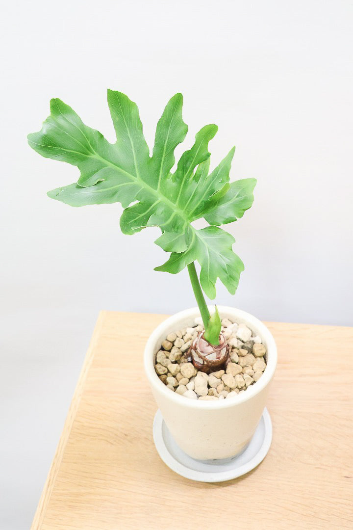 【セローム】ミニサイズだけど存在感あるステキなフォルムの観葉植物