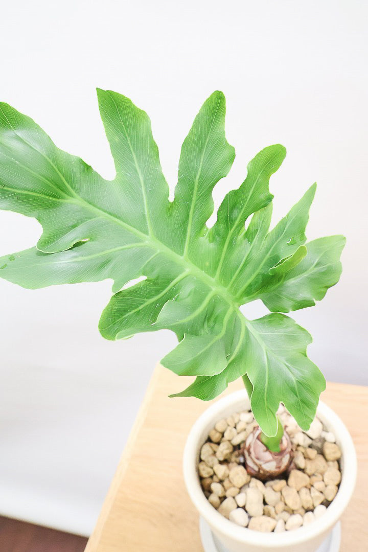 【セローム】ミニサイズだけど存在感あるステキなフォルムの観葉植物