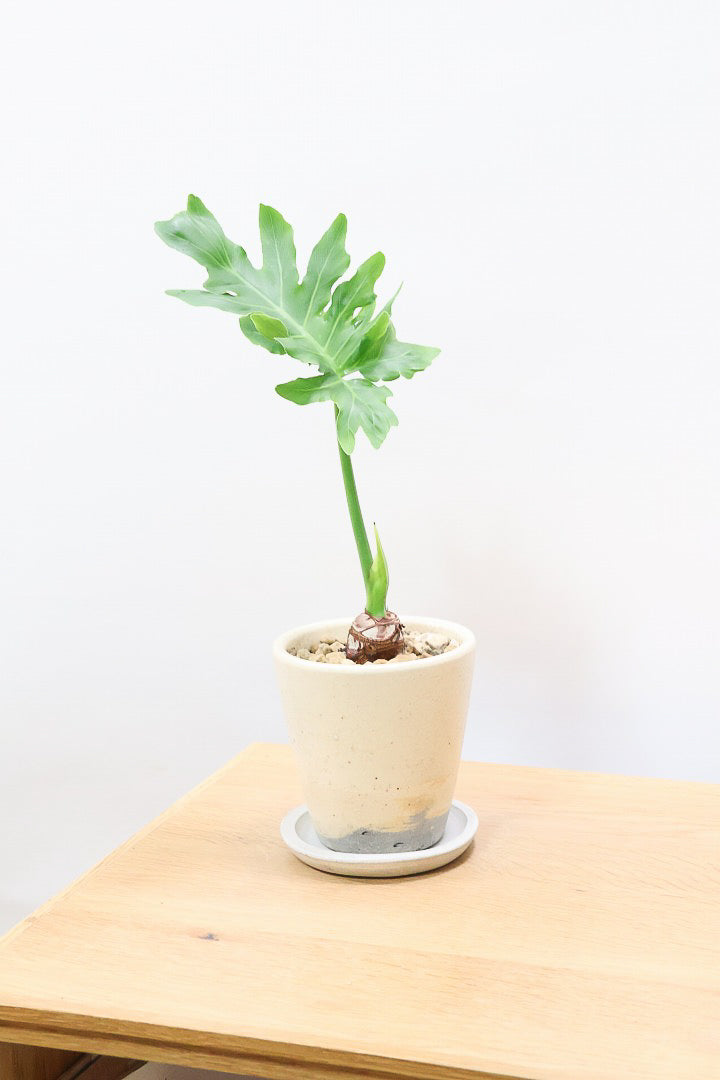 【セローム】ミニサイズだけど存在感あるステキなフォルムの観葉植物