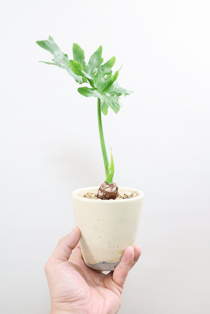 【セローム】ミニサイズだけど存在感あるステキなフォルムの観葉植物