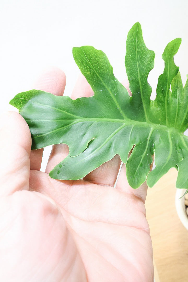 【セローム】ミニサイズだけど存在感あるステキなフォルムの観葉植物