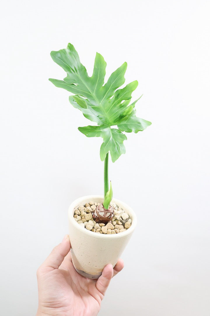 【セローム】ミニサイズだけど存在感あるステキなフォルムの観葉植物