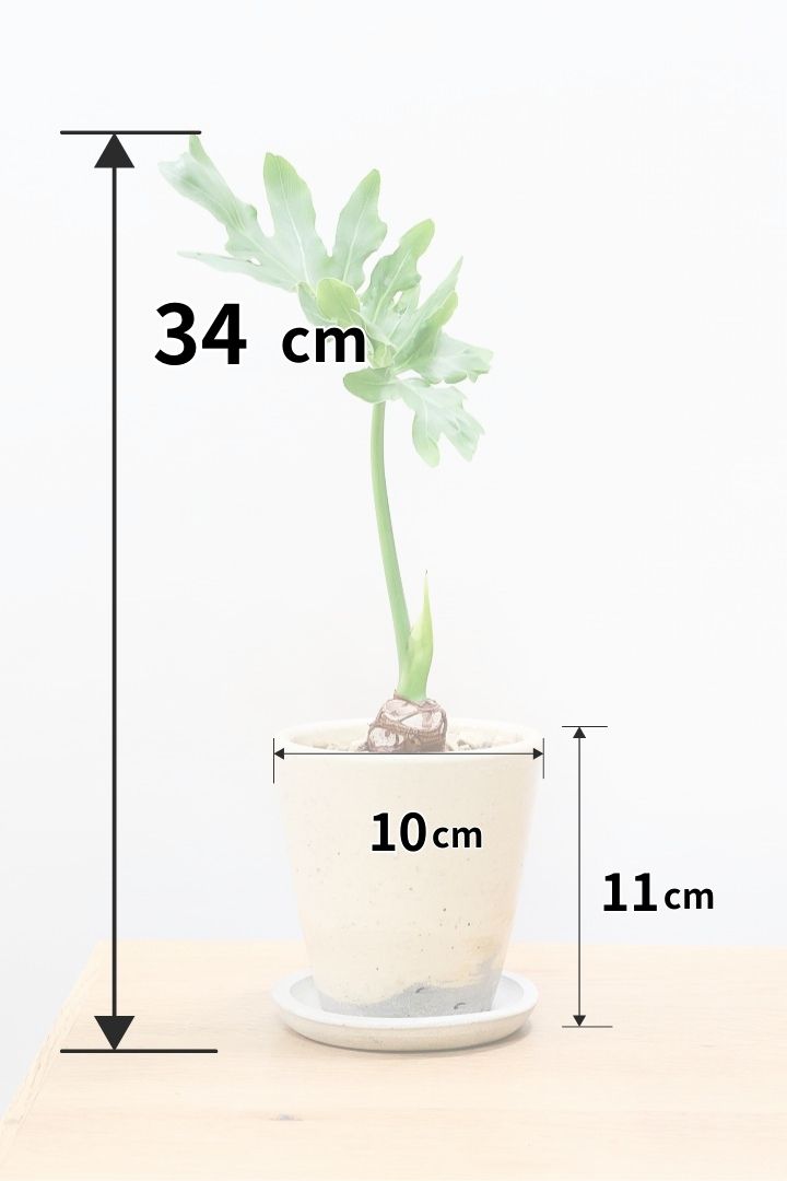 【セローム】ミニサイズだけど存在感あるステキなフォルムの観葉植物