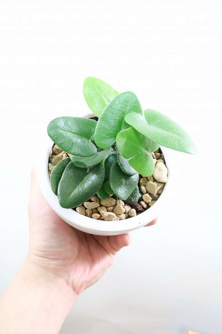 【ヘミオニティス アリフォリア】ハートのふわふわした雰囲気がとってもかわいい観葉植物。しかも日陰に強い！