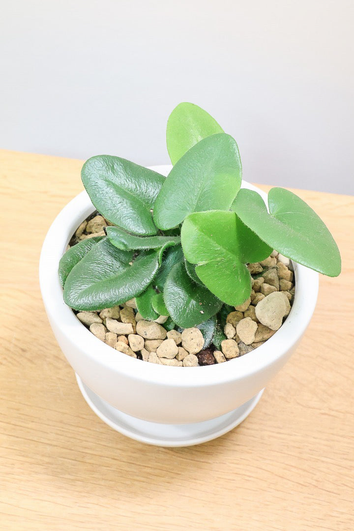 【ヘミオニティス アリフォリア】ハートのふわふわした雰囲気がとってもかわいい観葉植物。しかも日陰に強い！