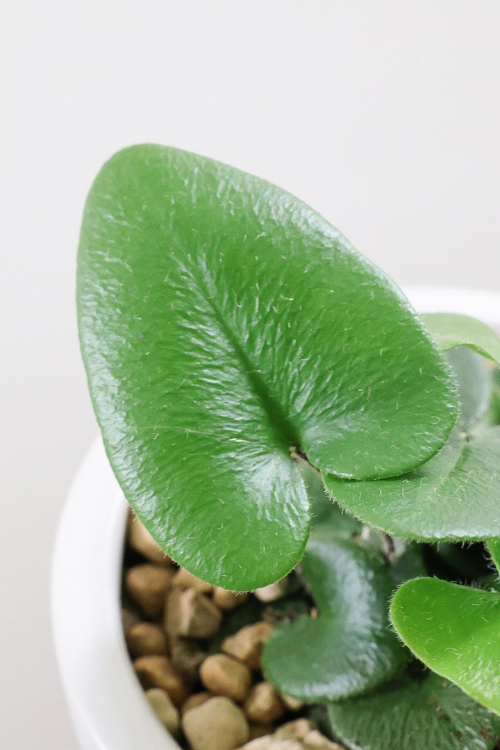 【ヘミオニティス アリフォリア】ハートのふわふわした雰囲気がとってもかわいい観葉植物。しかも日陰に強い！
