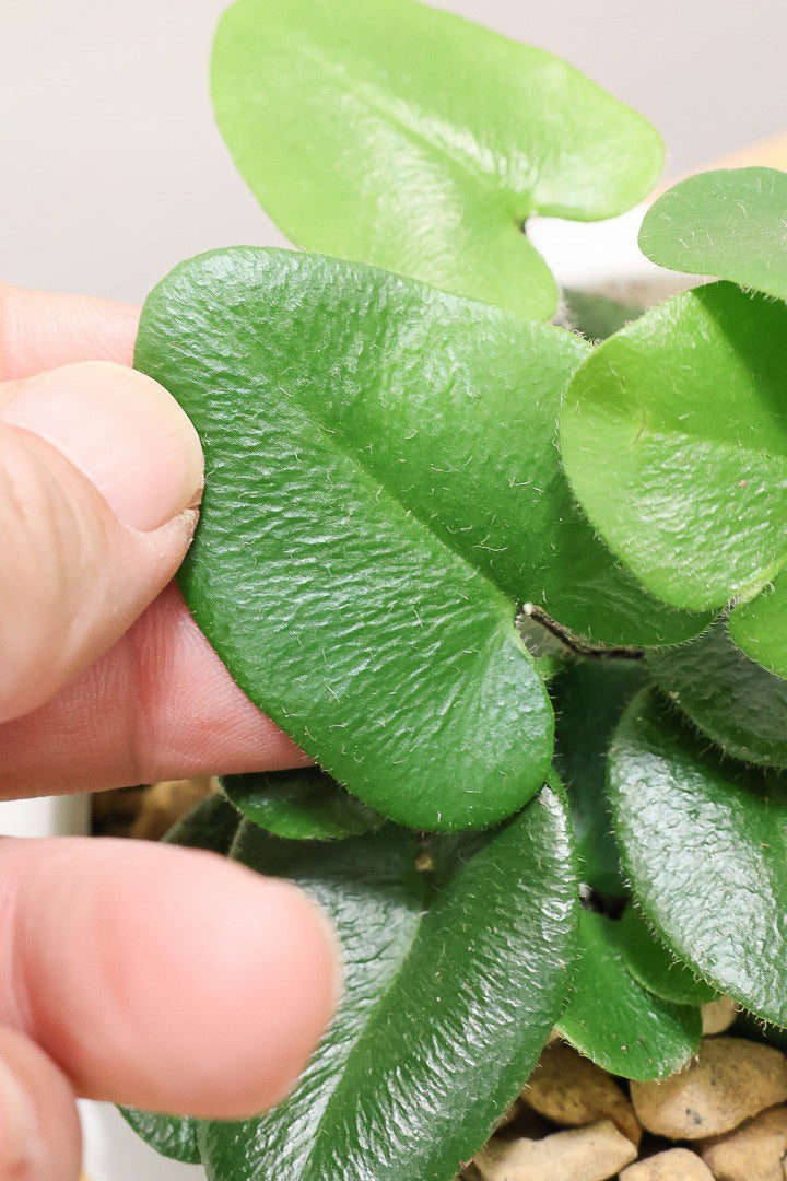 【ヘミオニティス アリフォリア】ハートのふわふわした雰囲気がとってもかわいい観葉植物。しかも日陰に強い！