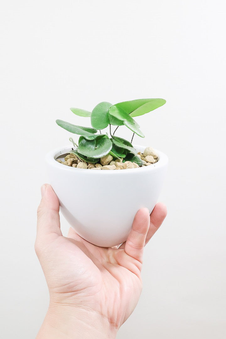 【ヘミオニティス アリフォリア】ハートのふわふわした雰囲気がとってもかわいい観葉植物。しかも日陰に強い！