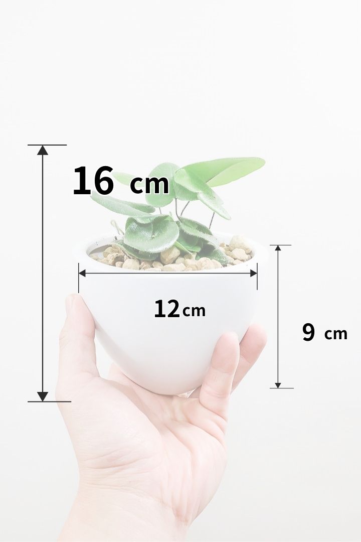 【ヘミオニティス アリフォリア】ハートのふわふわした雰囲気がとってもかわいい観葉植物。しかも日陰に強い！