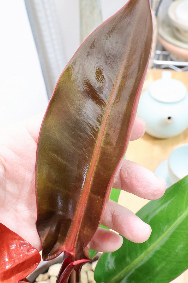 【フィロデンドロン サンレッド】ダークレッドに色に色付いた葉がとても美しい品種です。今が最高に綺麗！