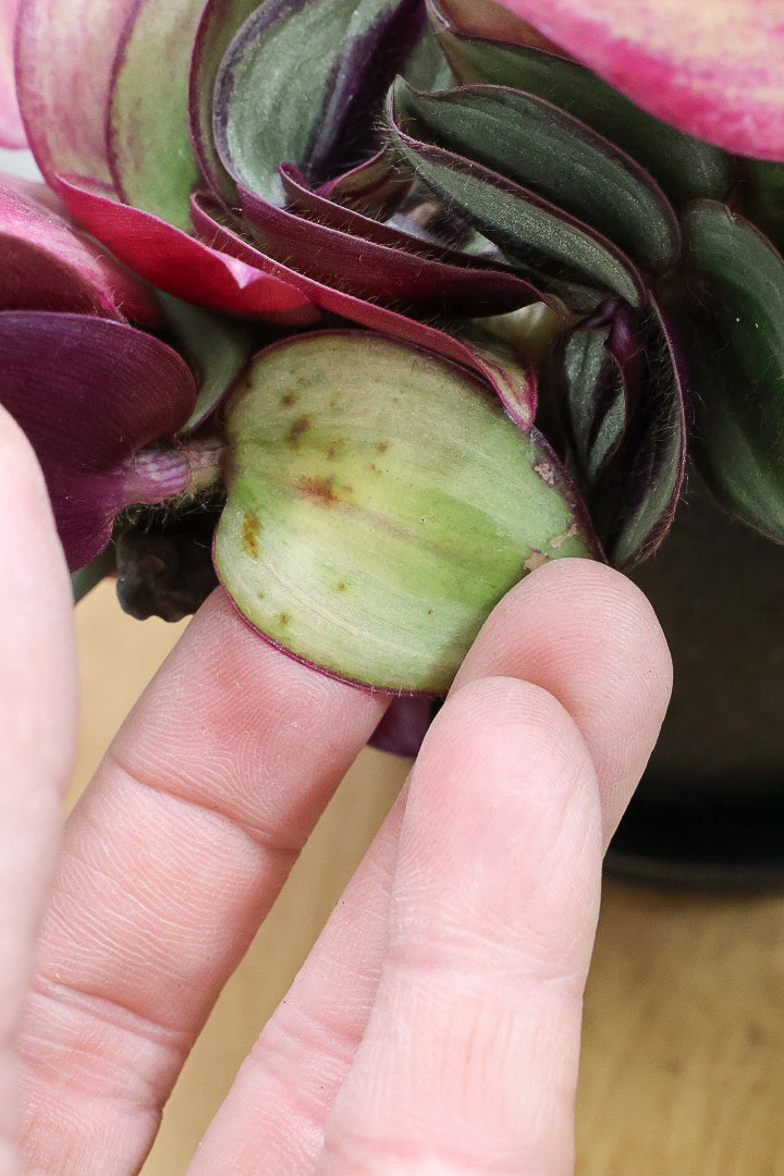 【トラディスカンチア ゼブリナ】シックな葉色がとても素敵！大人色の観葉植物です！