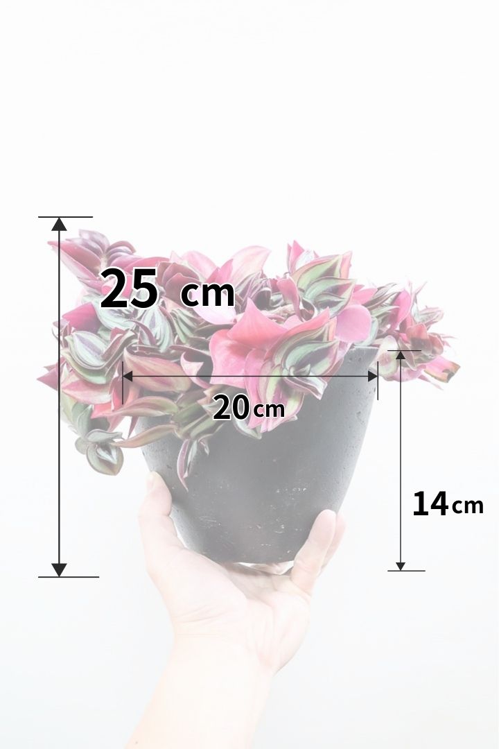 【トラディスカンチア ゼブリナ】シックな葉色がとても素敵！大人色の観葉植物です！