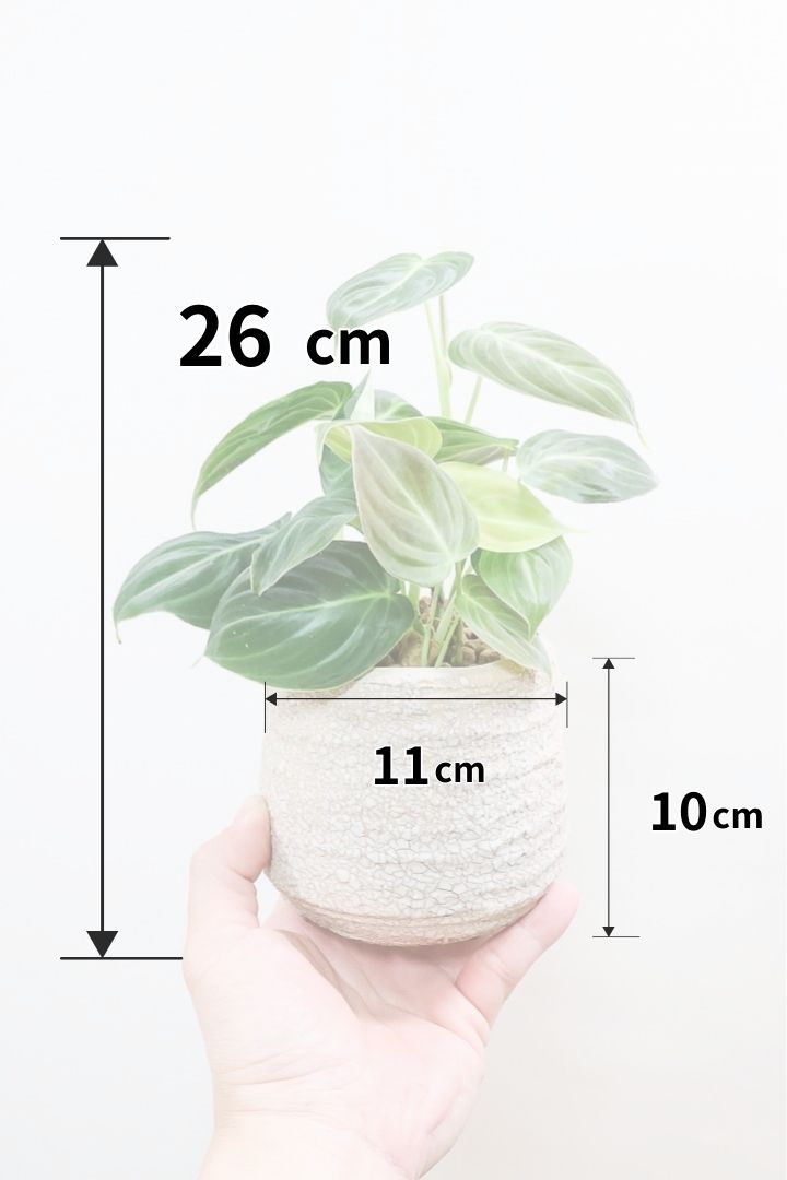 【フィロデンドロン ビロード】ベルベットの質感が美しい葉が特徴の観葉植物です！