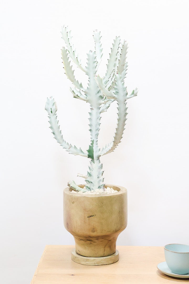 【ユーフォルビア ラクティア ホワイトゴースト】人気の木製のPOT！在庫の中から一番いいものを植えました！名前の通りホワイトの幹肌がとても美しい！意外と育てやすい！これは目が離せない！