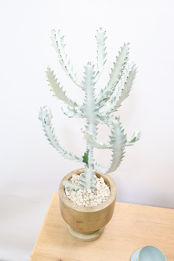 【ユーフォルビア ラクティア ホワイトゴースト】人気の木製のPOT！在庫の中から一番いいものを植えました！名前の通りホワイトの幹肌がとても美しい！意外と育てやすい！これは目が離せない！