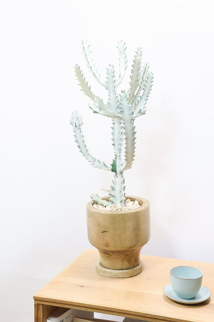 【ユーフォルビア ラクティア ホワイトゴースト】人気の木製のPOT！在庫の中から一番いいものを植えました！名前の通りホワイトの幹肌がとても美しい！意外と育てやすい！これは目が離せない！