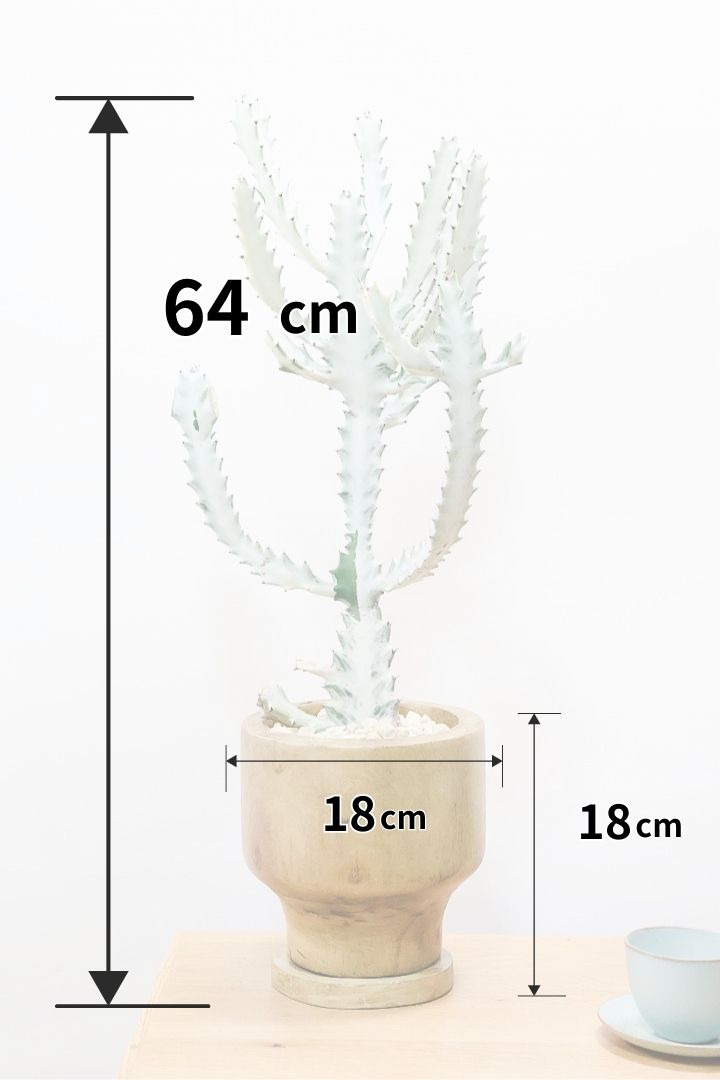 【ユーフォルビア ラクティア ホワイトゴースト】人気の木製のPOT！在庫の中から一番いいものを植えました！名前の通りホワイトの幹肌がとても美しい！意外と育てやすい！これは目が離せない！