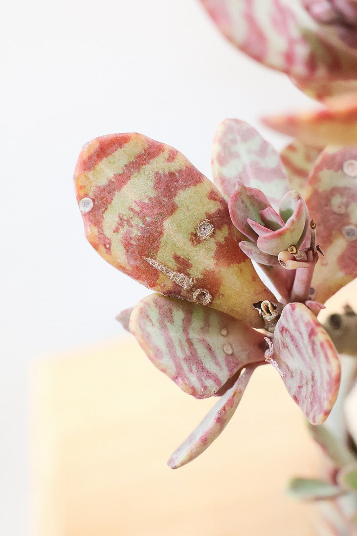 【カランコエ フミリス】かわいすぎるフォルム。表面の葉模様は独特です。この品種はAPEGO初入荷です！