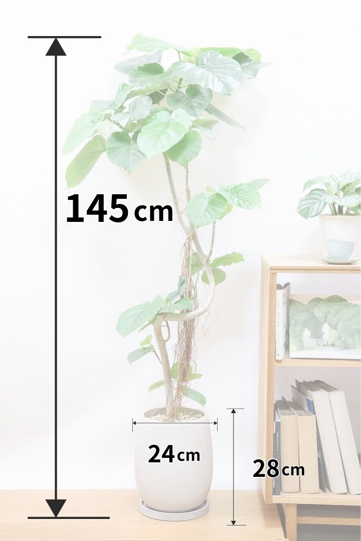 【ウンベラータ】沖縄で育ったしっかりとした樹形！幹のカーブが美しいので存在感があります！