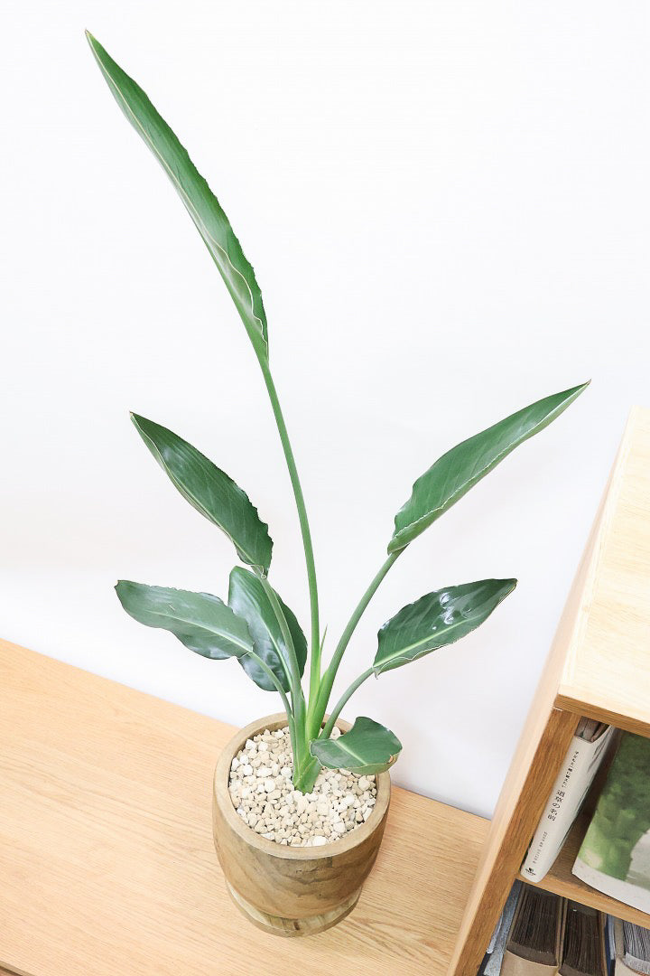 【ストレチア レギネ】人気の木製のPOT。とても丈夫な観葉植物です！スリムでスタイリッシュなのでおすすめ！