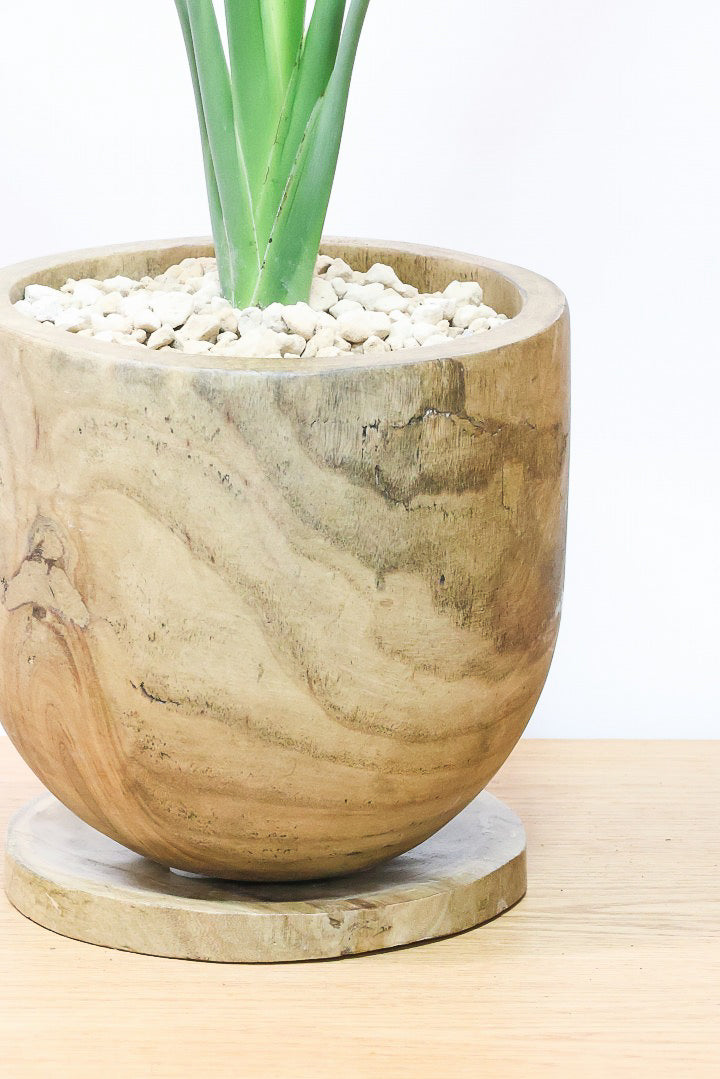 【ストレチア レギネ】人気の木製のPOT。とても丈夫な観葉植物です！スリムでスタイリッシュなのでおすすめ！