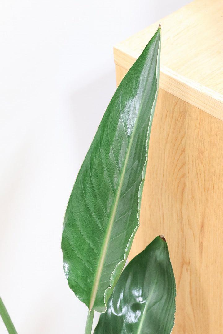 【ストレチア レギネ】人気の木製のPOT。とても丈夫な観葉植物です！スリムでスタイリッシュなのでおすすめ！
