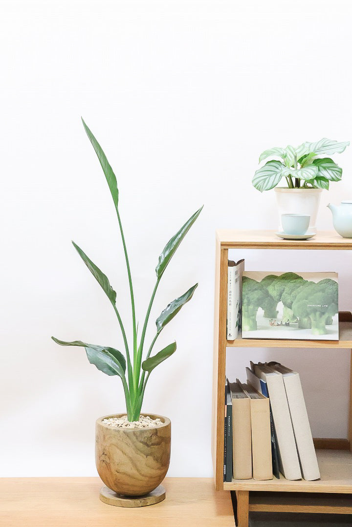 【ストレチア レギネ】人気の木製のPOT。とても丈夫な観葉植物です！スリムでスタイリッシュなのでおすすめ！