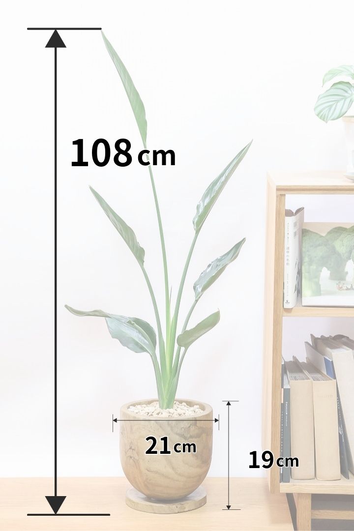 【ストレチア レギネ】人気の木製のPOT。とても丈夫な観葉植物です！スリムでスタイリッシュなのでおすすめ！