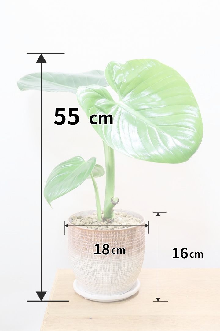 フィロデンドロン　シェルベリチー　scherberichii Philodendron scherberichii フィロデンドロン - メルカリ