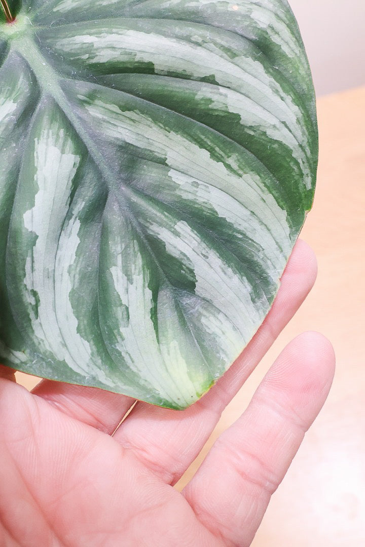 【フィロデンドロン ウォーターメロン】限定1鉢だけ！軽量で扱いやすいプラスチック鉢です！とにかく画像を見て欲しい！超美品ですのでお勧めします！