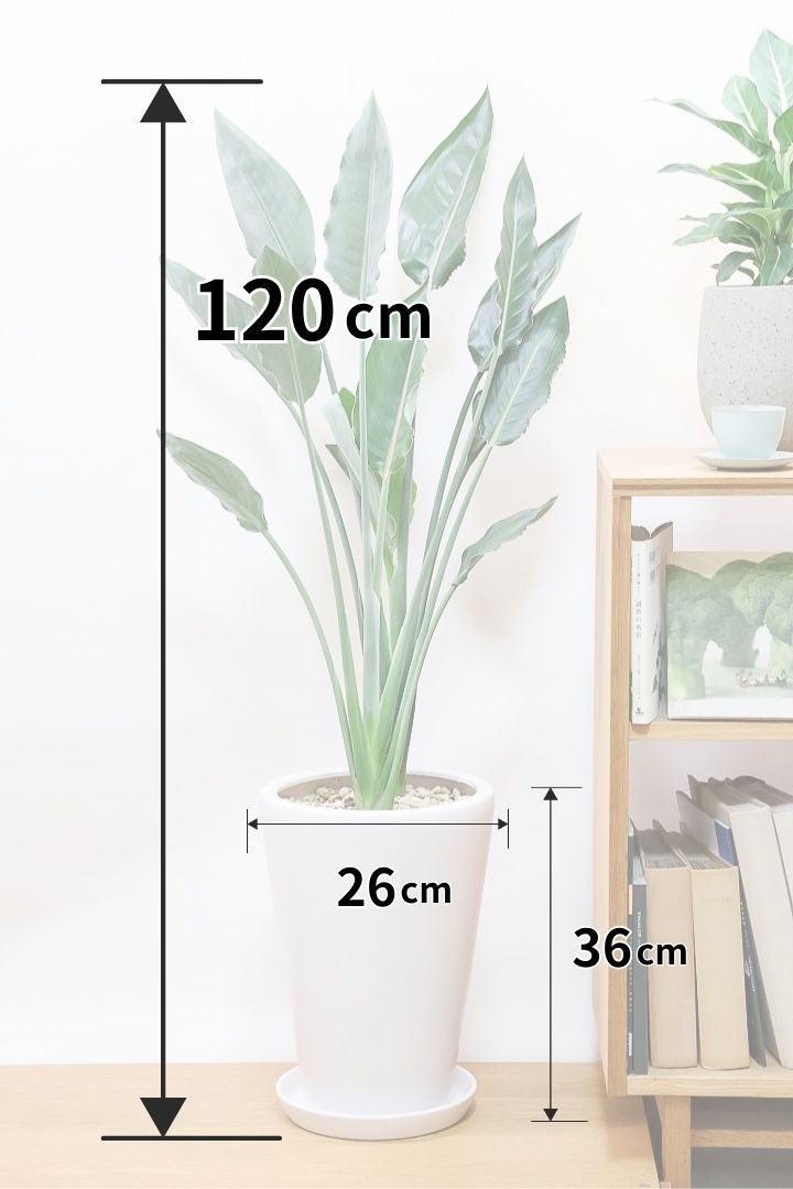 【ストレチア レギネ】ボリューム満点！とても丈夫な観葉植物です！スリムでスタイリッシュなのでおすすめです！